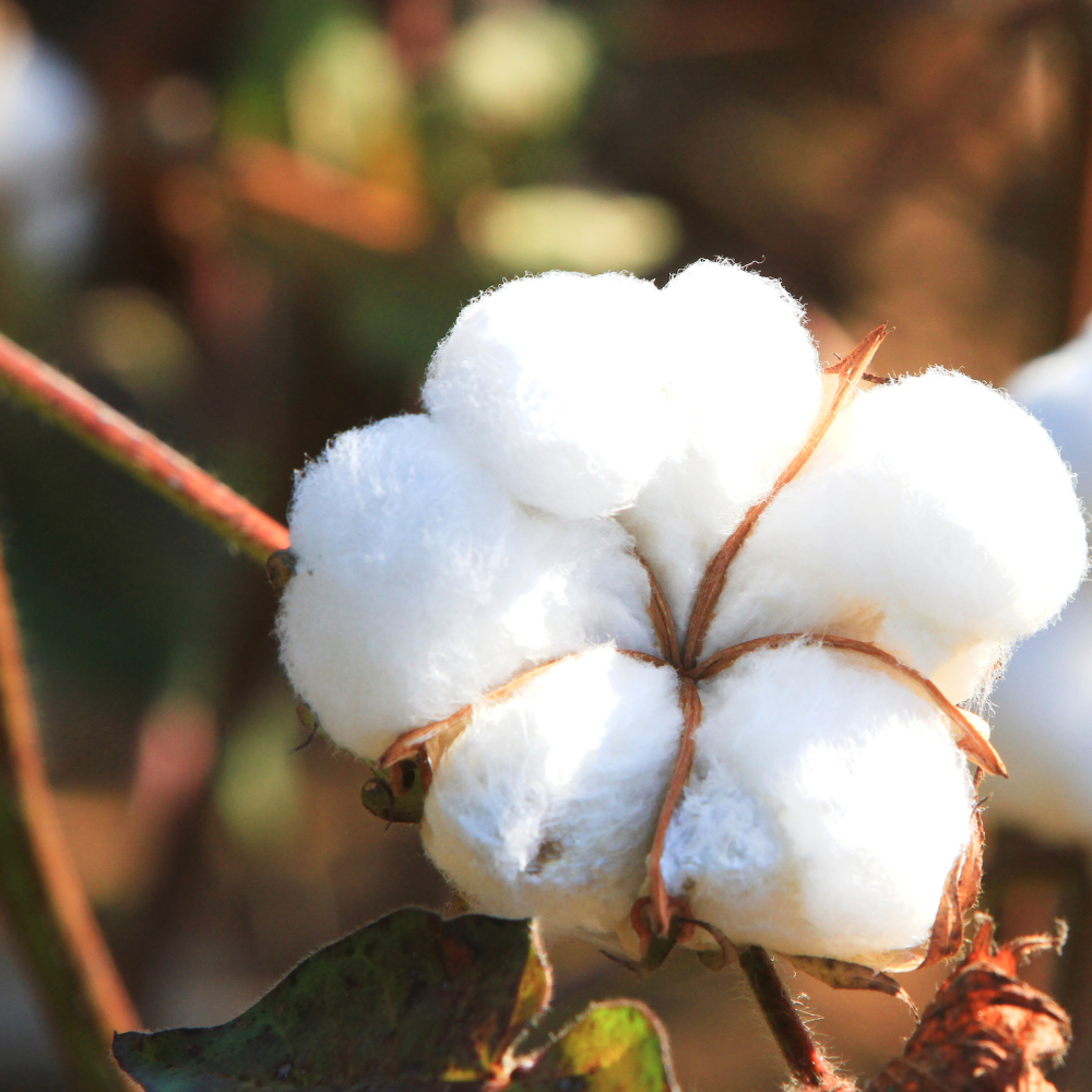 Organic Cotton Clothing